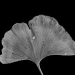 Windswept and Interesting