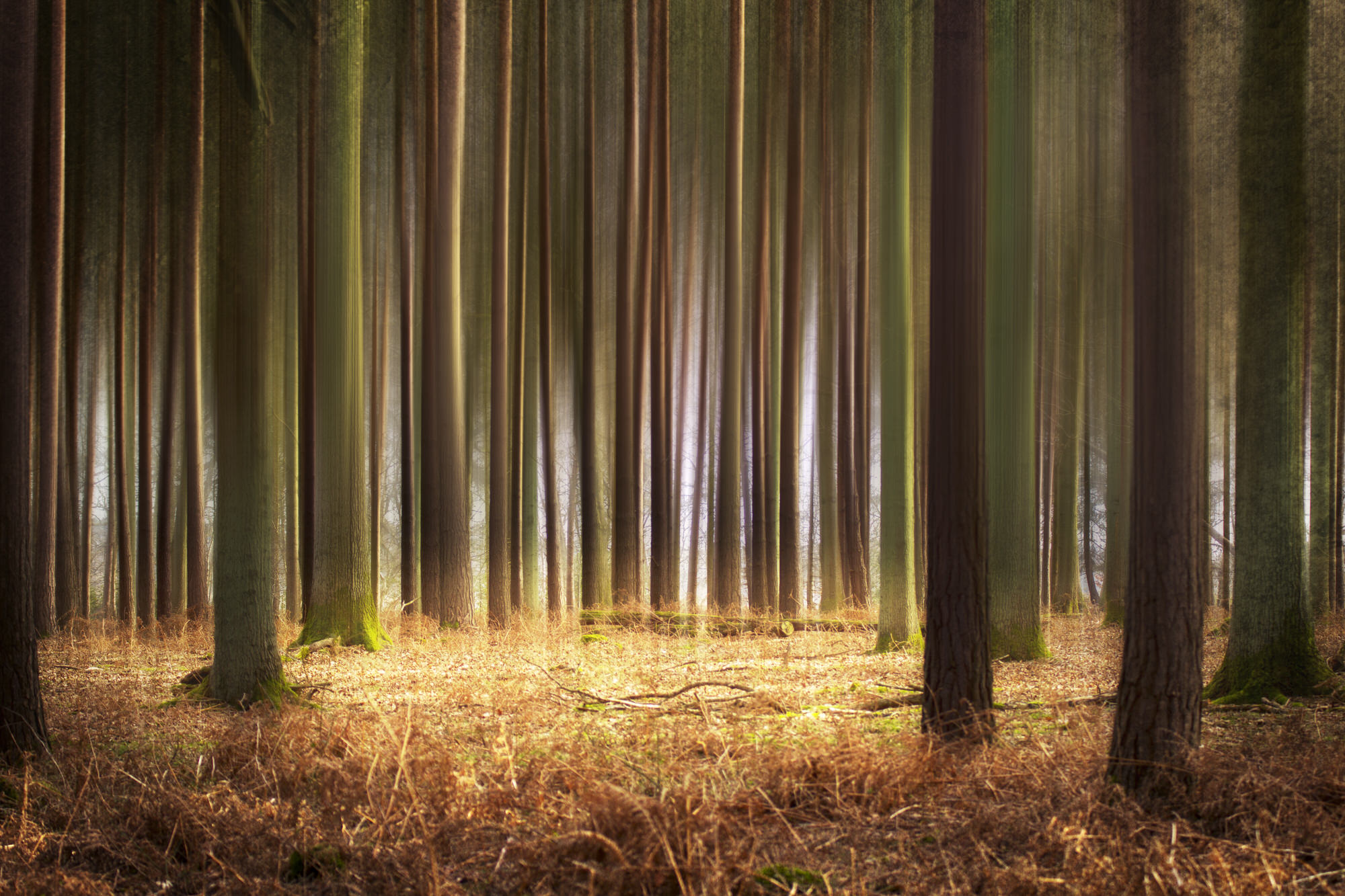 Tree Glow